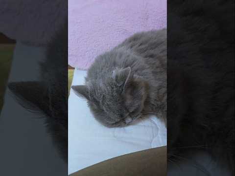 たまには…【サイベリアン・キキのKIKICHANNEL】#サイベリアン #猫 #shorts