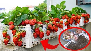 : How To Grow Strawberries On The Balcony Easily And With High Yield