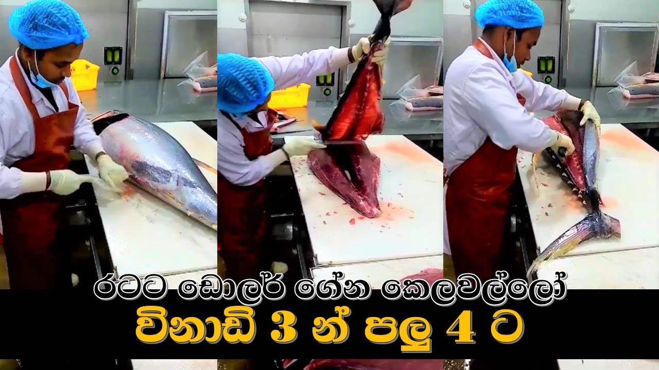 Tuna Export කැපිල්ල රටට ඩොලර් ගේන Tuna මාළු wishwatiyubaya 💲🔪 🇱🇰