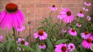 Echinacea Plant