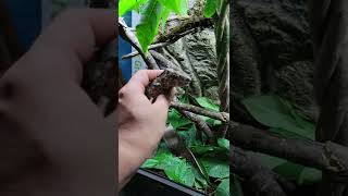 My First Cuban False Chameleons