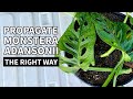 HOW TO PROPERLY PROPAGATE MONSTERA ADANSONII - DO THIS