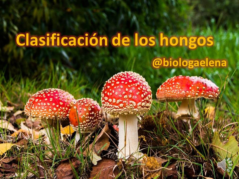 Clasificacion De Los Hongos Diversidad Del Reino Fungi Youtube