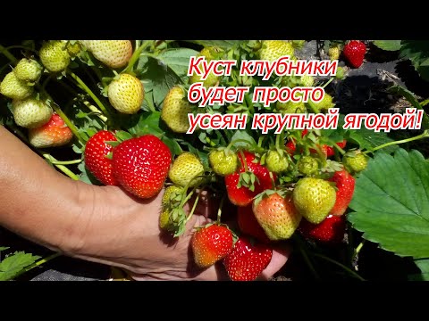 Бор для клубники- секрет массового плодоношения крупной ягоды!