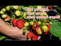 Бор для клубники- секрет массового плодоношения крупной ягоды!