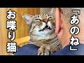 おしゃべりな元野良猫ピースケと生協メニュー会議