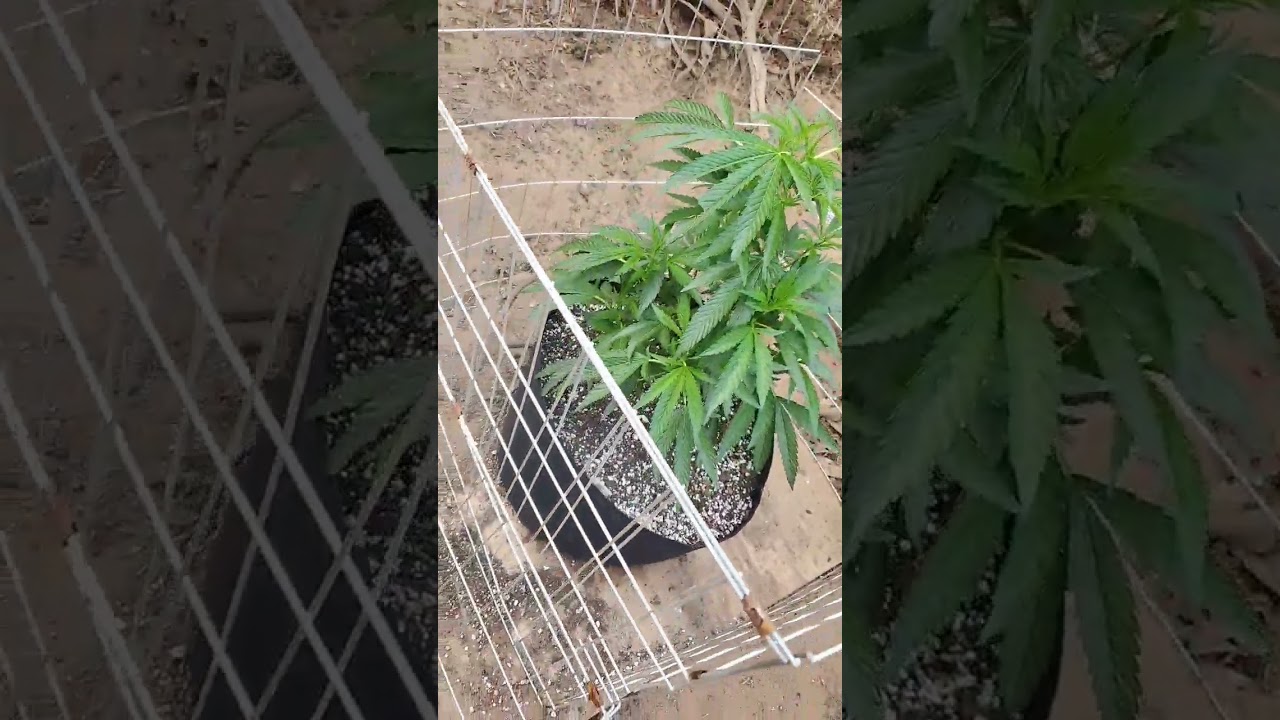 dark heart wedding cake clones