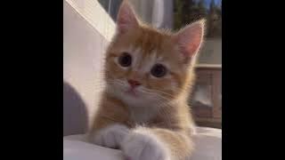 Download lagu Me Gustas Tu 1 hour •|Speed up|•