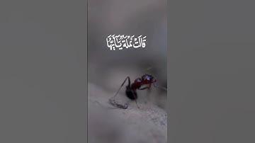 تلاوة الشيخ سعد الغامدي #quran #اكسبلور #التوبة #دويتو #يوتيوب #duet #اليوم #لايك #قران_كريم