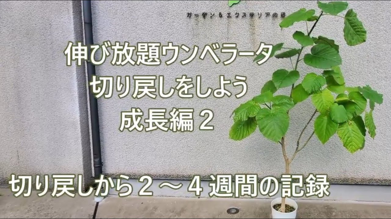 フィカスウンベラータ切り戻し 成長編２ ２ ４週間後 Youtube