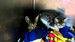These kittens need foster care