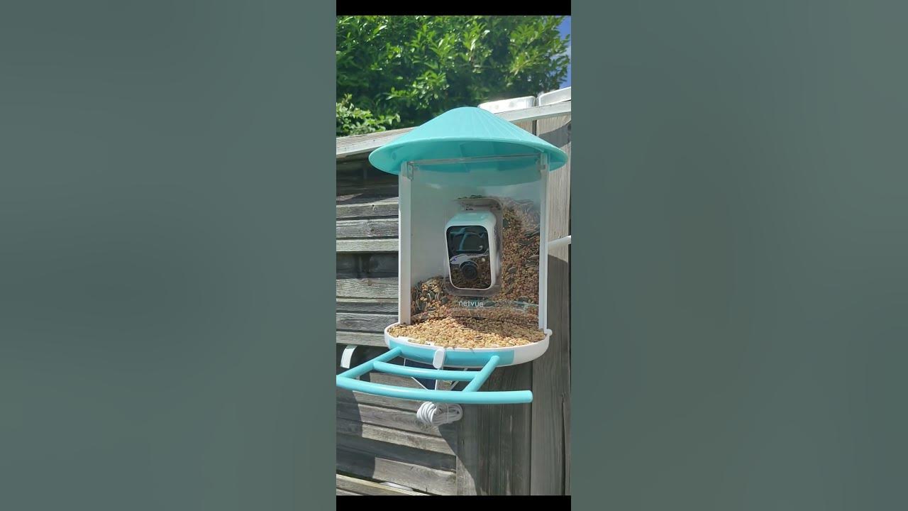 netvue birdfy feeder , la mangeoire à oiseaux connectée 