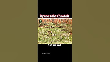 Cheetah vs hyena #trending #animals #wildlife #viral #instagram #reels #hyena #cheetah #impala