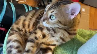 Take me in oh tender woman, poetry in the morning with Henry the Bengal by Henry the Bengal 4,683 views 1 year ago 2 minutes, 31 seconds