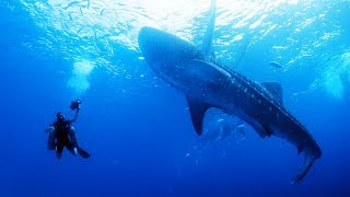 The Whale Sharks of Oslob