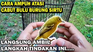 Cara Mengatasi Burung Sirtu Cabut Bulu Lakukan Langkah Ini Berhasil