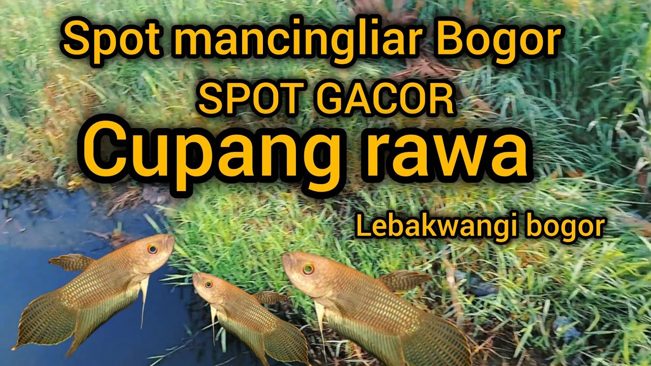 SPOT MANCING LIAR BOGOR SARANG CUPANG RAWA , LEBAK WANGI BOGOR