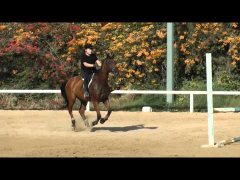 Gilly riding Donny through a training jumping cour...