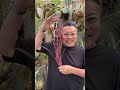 5/16 村長の直売所に並ぶ植物を一部紹介 21時ごろ