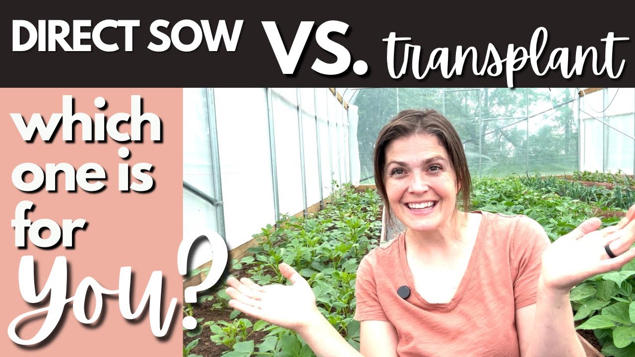 Should you DIRECT SOW or TRANSPLANT in your garden? A comparison of 2