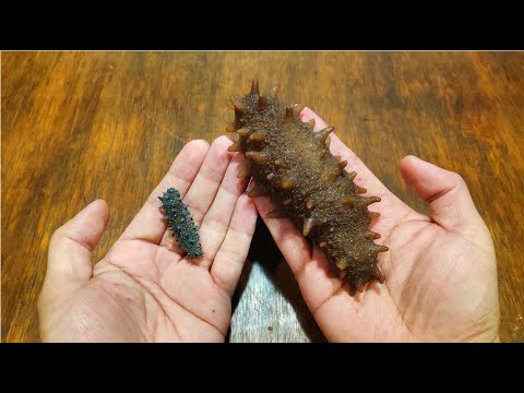 很多人还不知道，泡发海參加了这样東西，味道醇香無腥味，感謝張大廚多年前的传授！【食品烹饪】