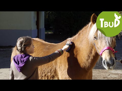 Pony in Not (Folge 2) | Tiere bis unters Dach | SWR Plus