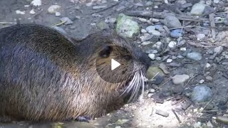 Nutria Animal Domestico Hunting,Nutrias,Doentary Seriesnutria California