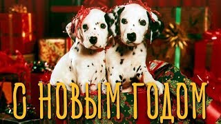 Прикольное Видео Поздравление на Новый год Собаки. С Новым Годом! Прикольное Видео Поздравление на Новый год Собаки. С Новым Годом!