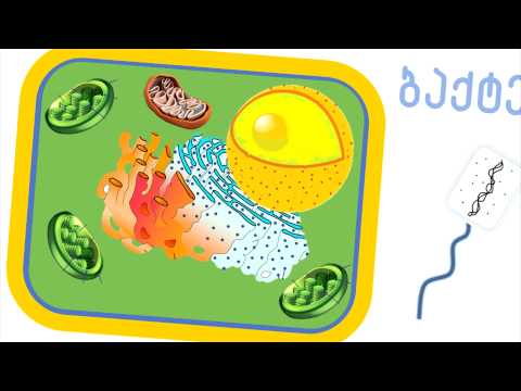 უჯრედის კედელი