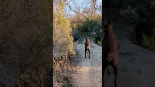 coyote barking at doberman by HighTechCNC 498 views 2 years ago 2 minutes, 39 seconds