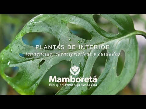 Video: Muraya (54 Fotos): Características Del Cuidado De Una Planta En Casa, Descripción Y Características De Muraya Koenig