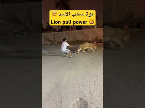 قوة سحب الأسد