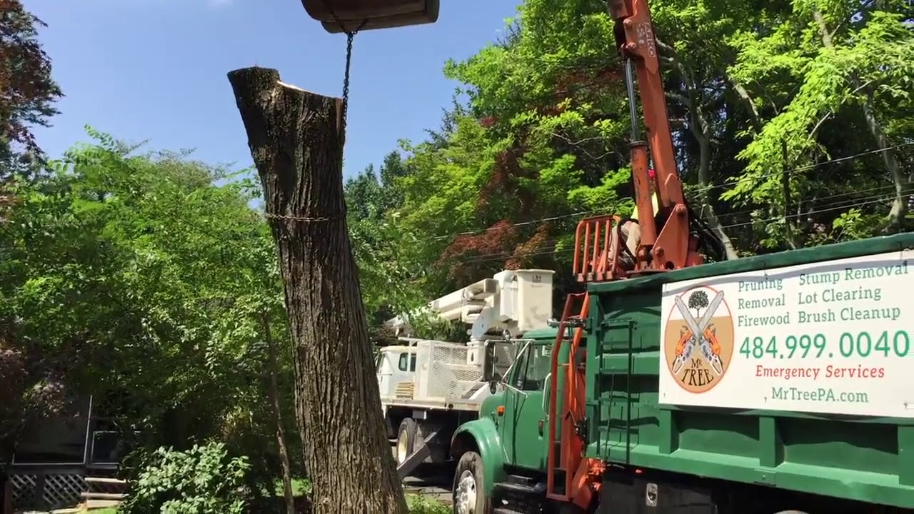 Removing a Red Maple Tree in Media, PA - YouTube