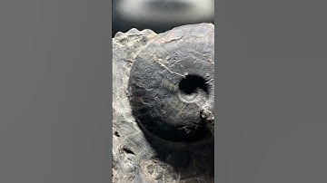 This THING Would Have Been FAST! #fossilhunting #fossil #geology #nature #paleontology #whitby