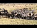 NOVEMBER GOOD TIME TO BE IN SERENGETI 