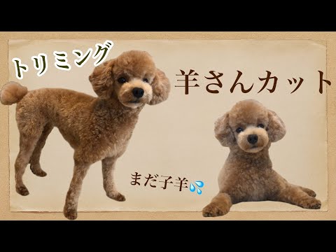 羊さんカットに挑戦するよ トイプードル トリミング Youtube