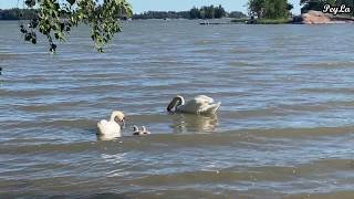 Swan Couple Enjoying Summer with Their Sweet Cubs in Finland |Finlandiya`da Kuğularla Tatlı Yaz Günü