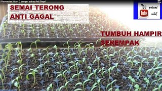 Menanam Terong Hijau Part 1 tahap awal budidaya terong Persemaian hitavi f1 dengan potray Anti Gagal