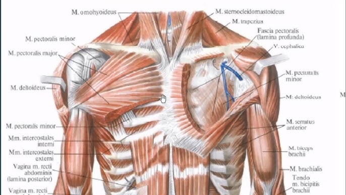 Xotin dost tasmali va eri Sochli erkaklar eshaklari fotosuratlari