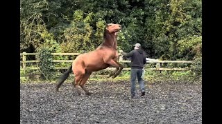 Horse Accident caused anxiety and ptsd!! Can I help?!