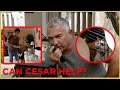 Has Cesar Met His Match? Part 2 | Cesar 911