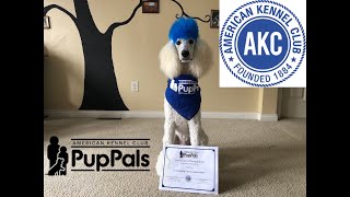 Service Dog Awarded CERTIFICATE OF RECOGNITION | AKC PupPals | American Kennel Club