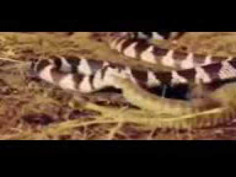 Most Amazing Wild Animal Attacks 30 CRAZIEST Animals Attack Animal Fight Snake Vs Eagle