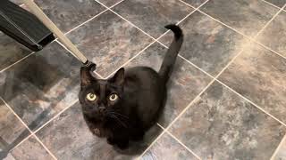 Cute black cat Aurora has breakfast ￼