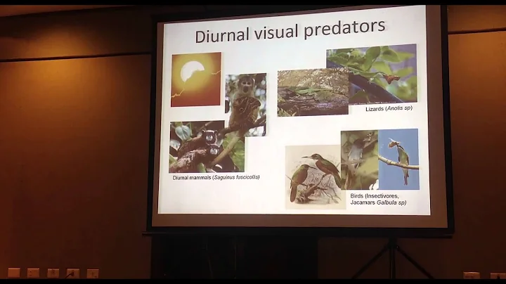 Aris: Predators effect on the adaptive landscape shape in a mimetic butterfly