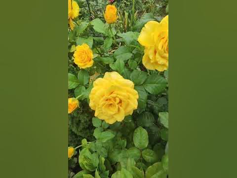 РОЗА КЕРИО - YouTube