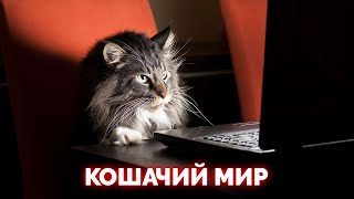 Коты - животные, нарушающие законы природы