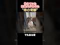 怯えていた妊娠犬が見せた“母の奇跡”