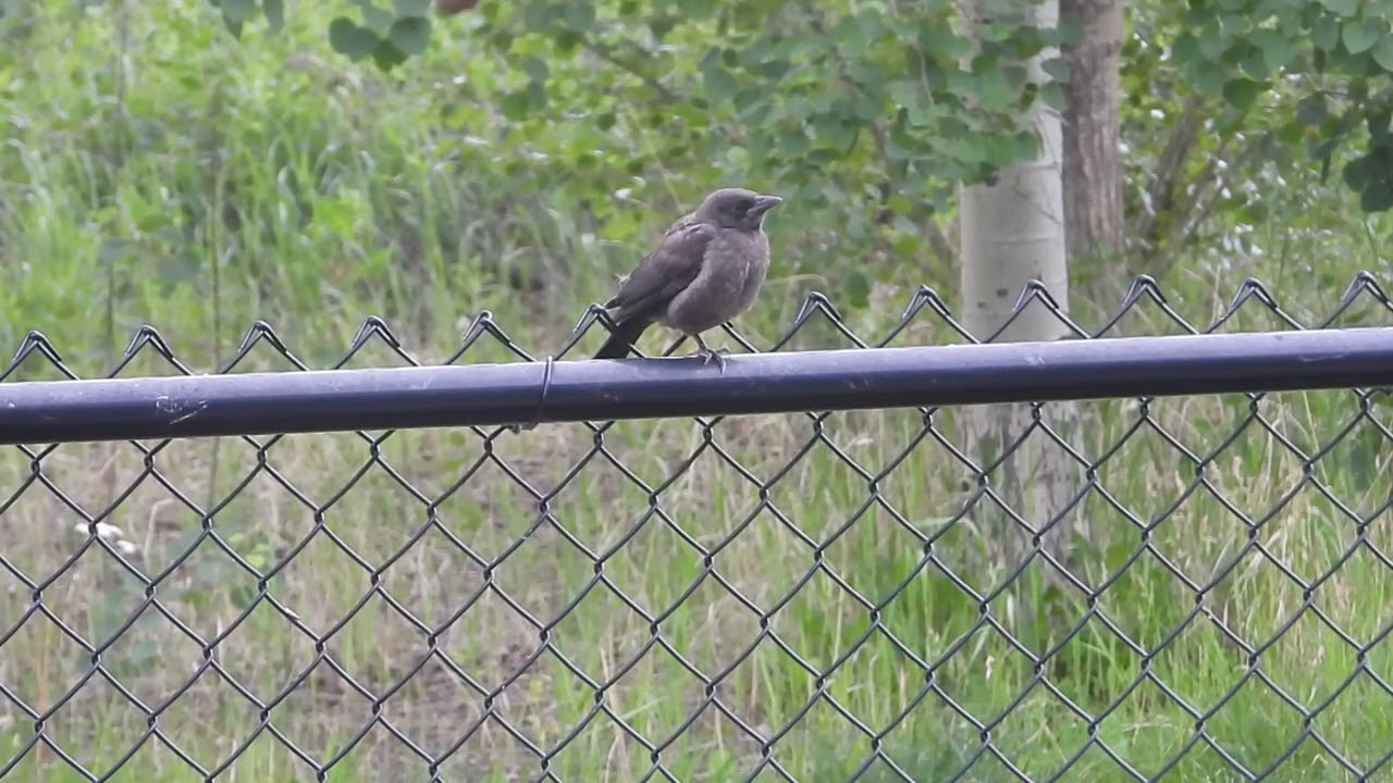 Common Grackle Feeds Hungry Chick | Intimate Look at Bird Family Life (2025 June 26 & 27)