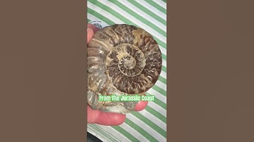 Spot The Tiny Fossil Surprise⁉️#beachfinds#rockhounding#fossils